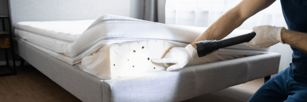 Bed Bug Treatment at Pest Control Pro