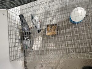 Pigeons control in Toronto