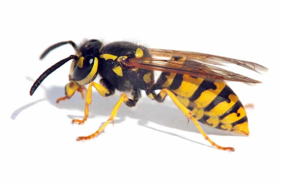 wasp removal toronto