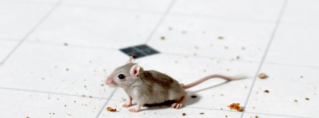 Mice Exterminator Expert at Pest Control Pro