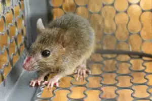 Mouse Removal Service in Toronto