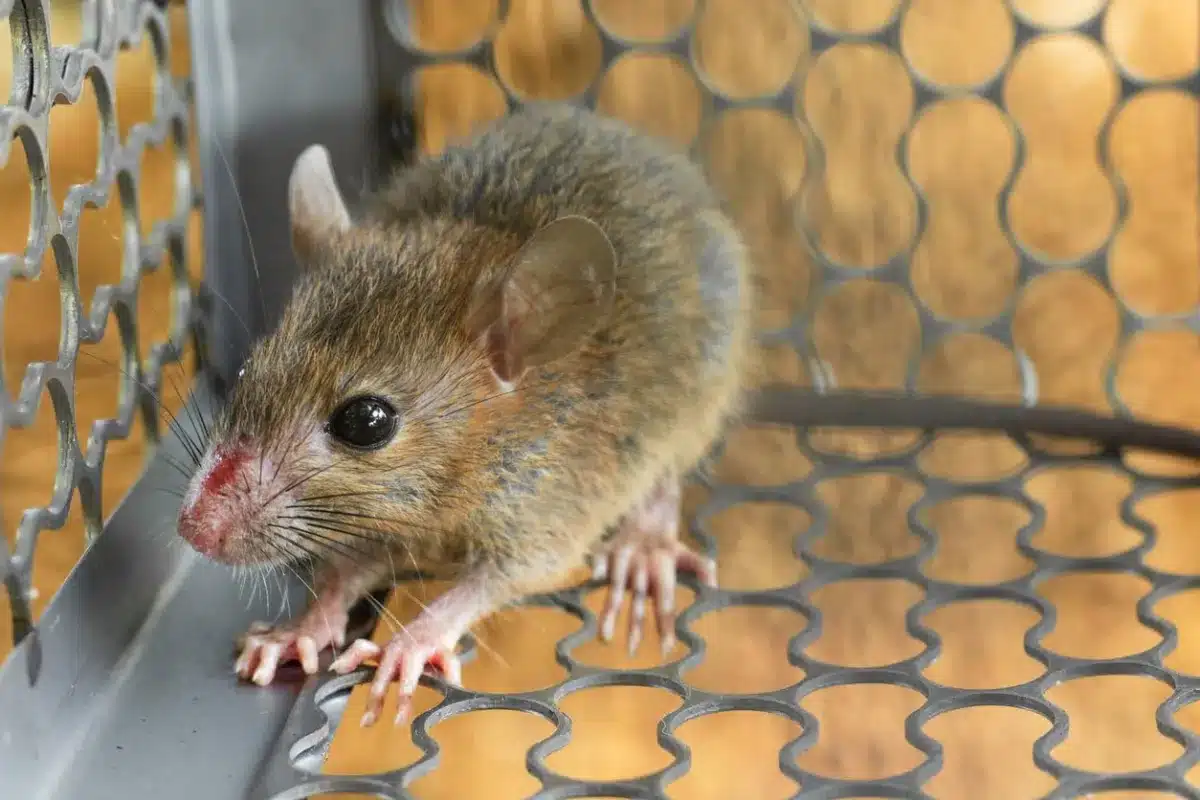 Mouse Removal Service in Toronto