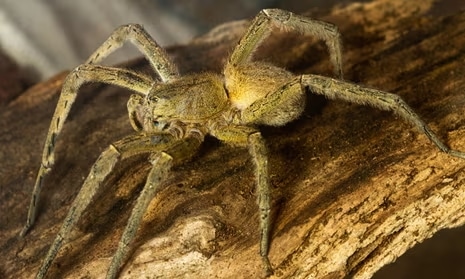 Professional Spider Removal at Pest Control Pro