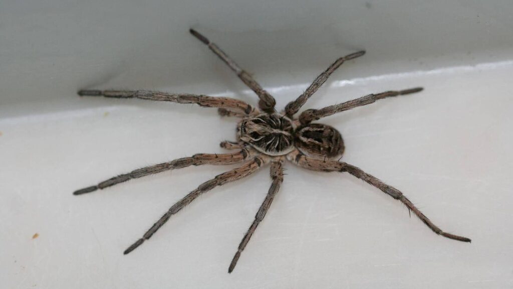 Giant House Spider at Pest Control Pro