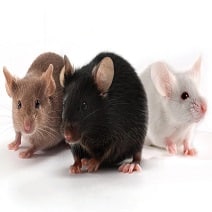 Same Day Mice Control at Pest Control Pro
