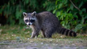 Raccoons control in Toronto