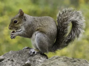 Squirrels control in Toronto