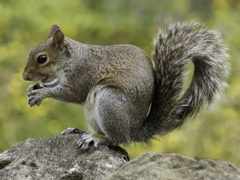 Eastern Grey and Black Squirrels in Vaughan