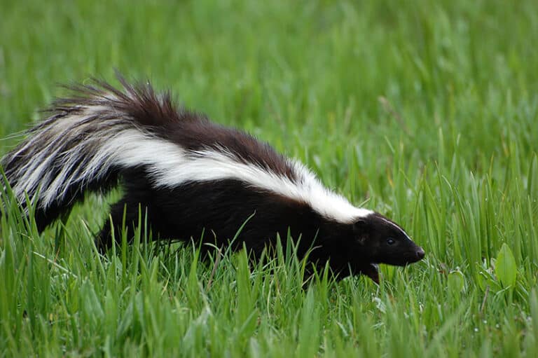 Skunks in Oakville