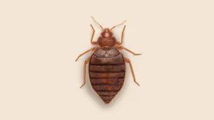 Bed Bugs control in Toronto