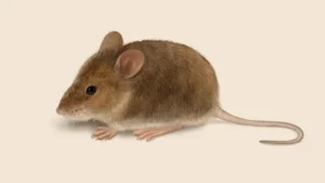 Mice control in Toronto