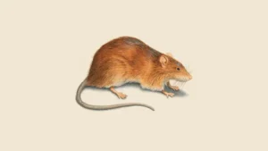 Rats control in Toronto