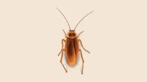 Cockroaches control in Toronto
