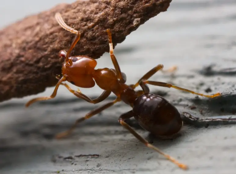 Pharaoh Ant Control Service at Pest Control Pro