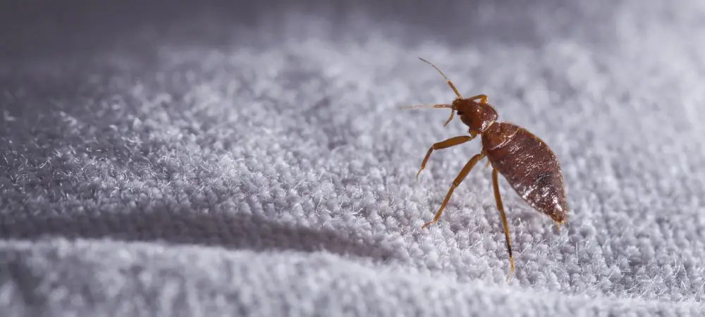Bed Bugs Removal Expert at Pest Control Pro