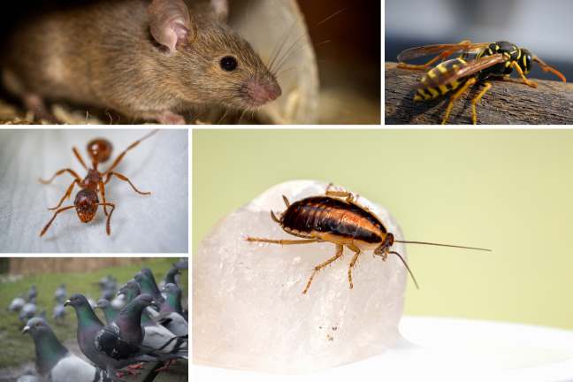 Common Pests Found in Toronto: Mice, Wasps, Ants, Pigeons, and Cockroaches