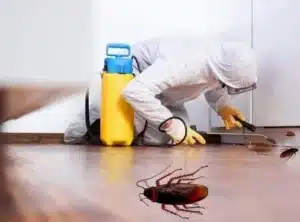 Termites control in Toronto