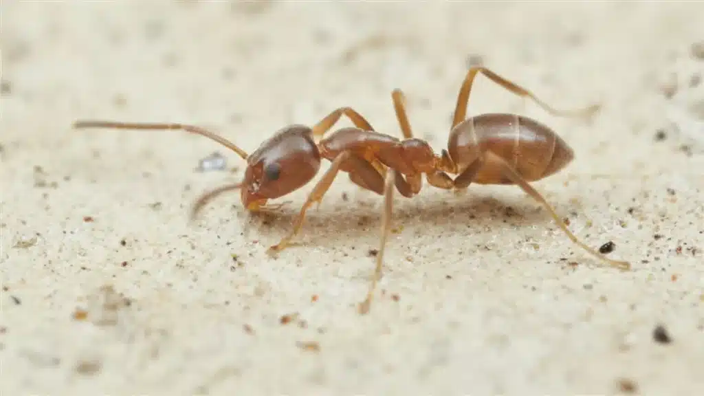 Pharaoh Ant Treatment Without Colony Budding at Pest Control Pro