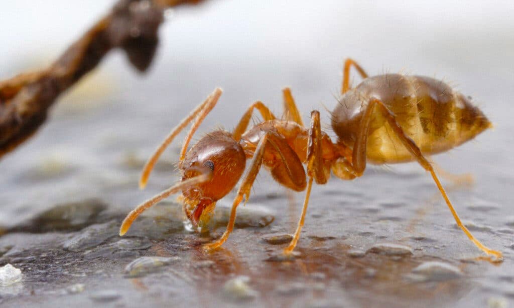Licensed Ant Exterminators at Pest Control Pro
