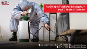 IPM Pest Control Service at Pest Control Pro