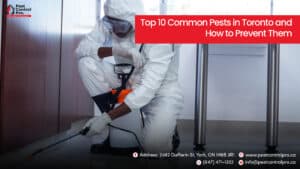 Pest Control Toronto