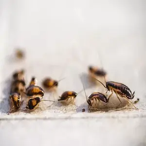 german-cockroaches1 (1)