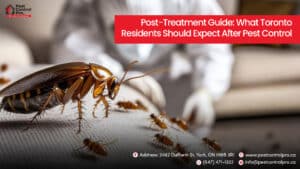 What Toronto Residents Should Expect After Pest Control