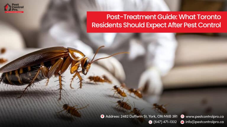 What Toronto Residents Should Expect After Pest Control