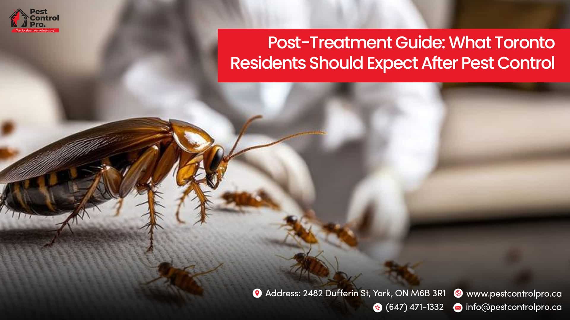What Toronto Residents Should Expect After Pest Control