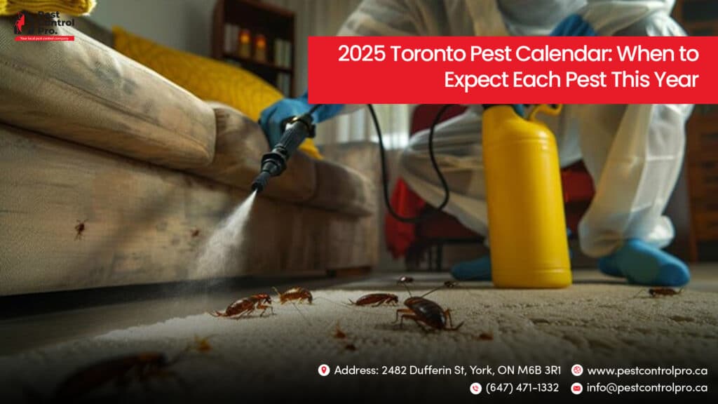 2025 Toronto Pest Calendar: When to Expect Each Pest This Year
