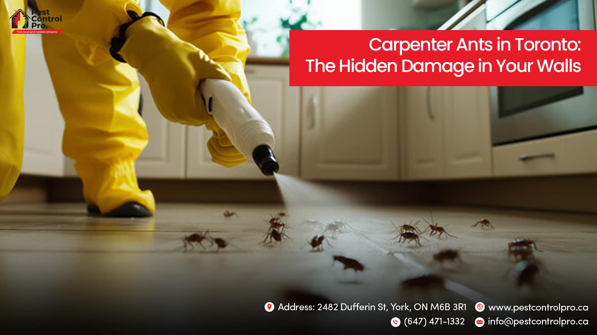 Carpenter Ants in Toronto: The Hidden Damage in Your Walls