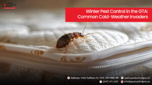 Winter Pest Control in the GTA: Common Cold-Weather Invaders