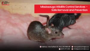 Mississauga Wildlife Control Services