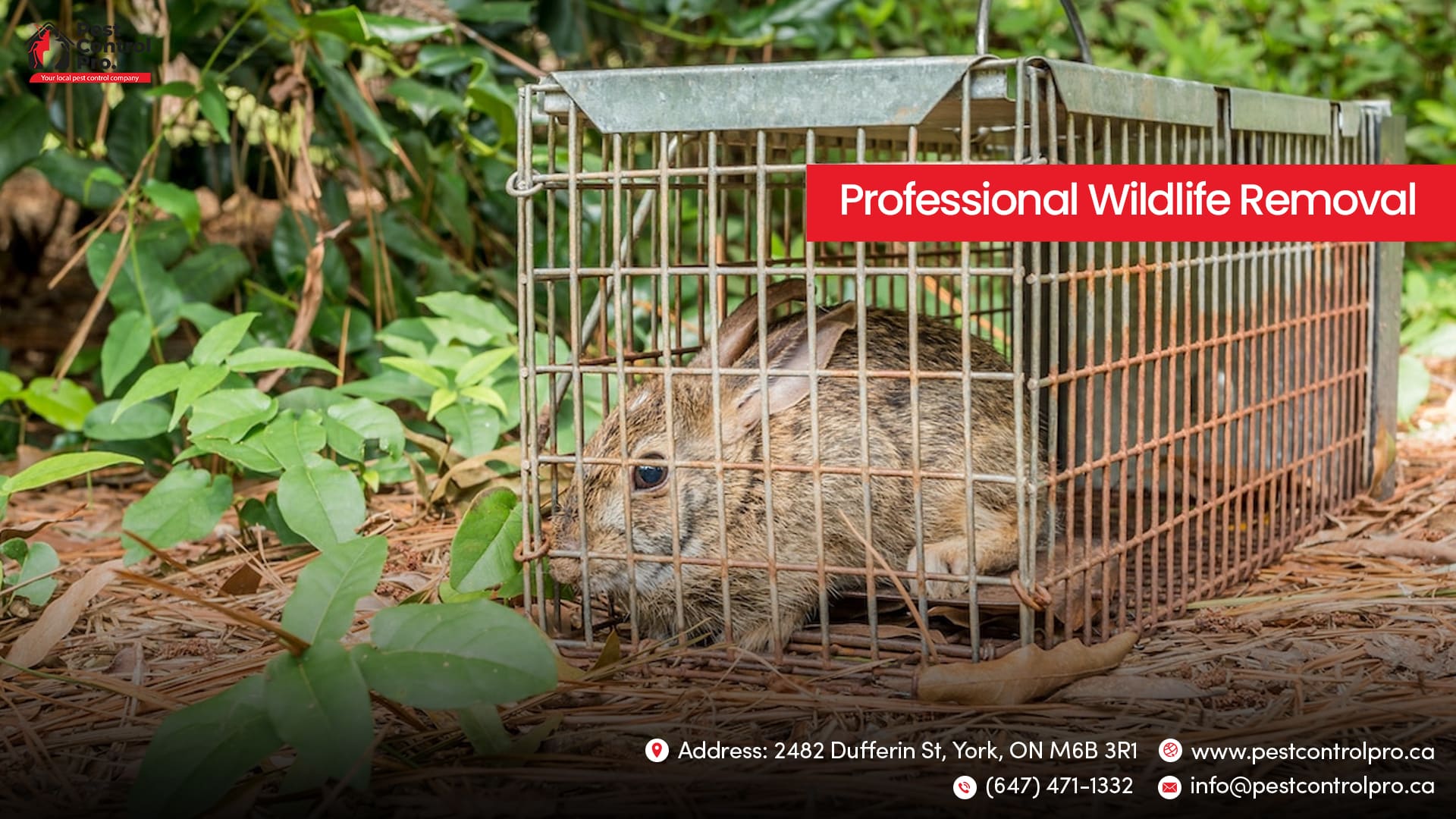 Raccoon Wildlife Removal at Pest Control Pro