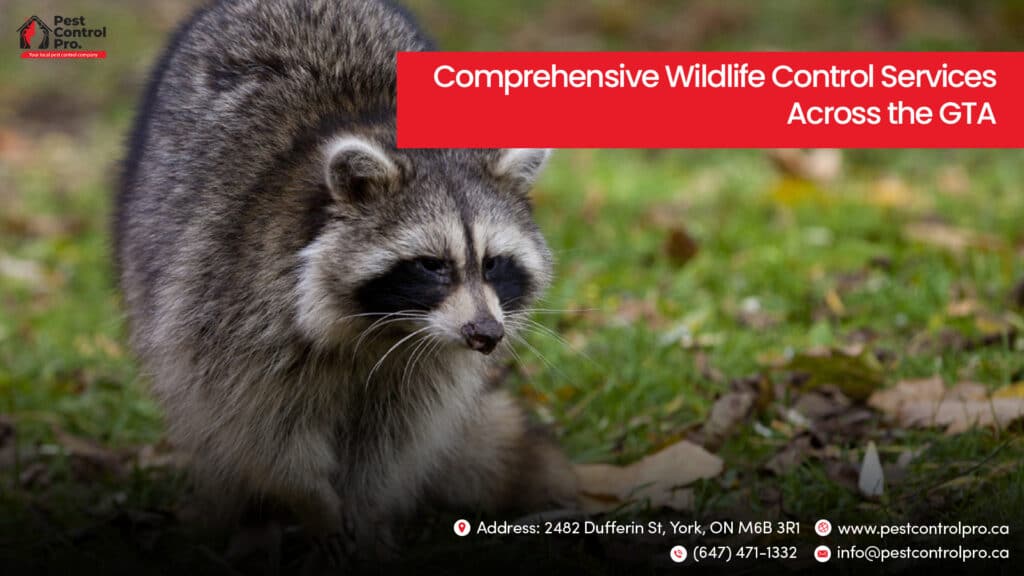 Comprehensive Wildlife Control Services Across the GTA