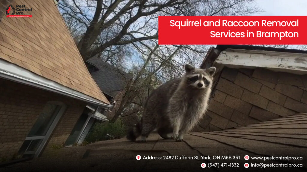 Squirrel and Raccoon Removal Services in Brampton