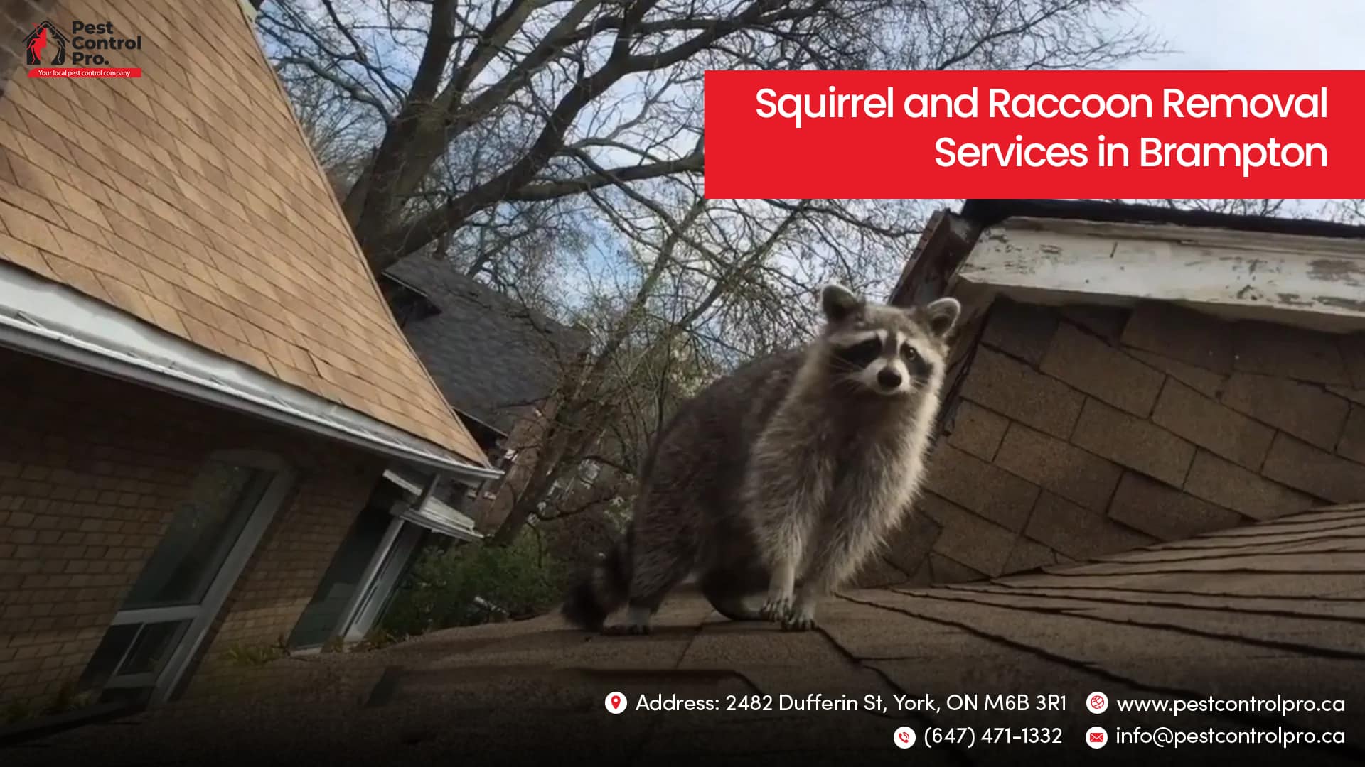 Squirrel and Raccoon Removal Services in Brampton