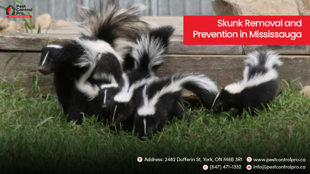 Skunk Removal and Prevention in Mississauga