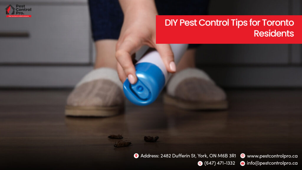DIY Pest Control Tips for Toronto Residents