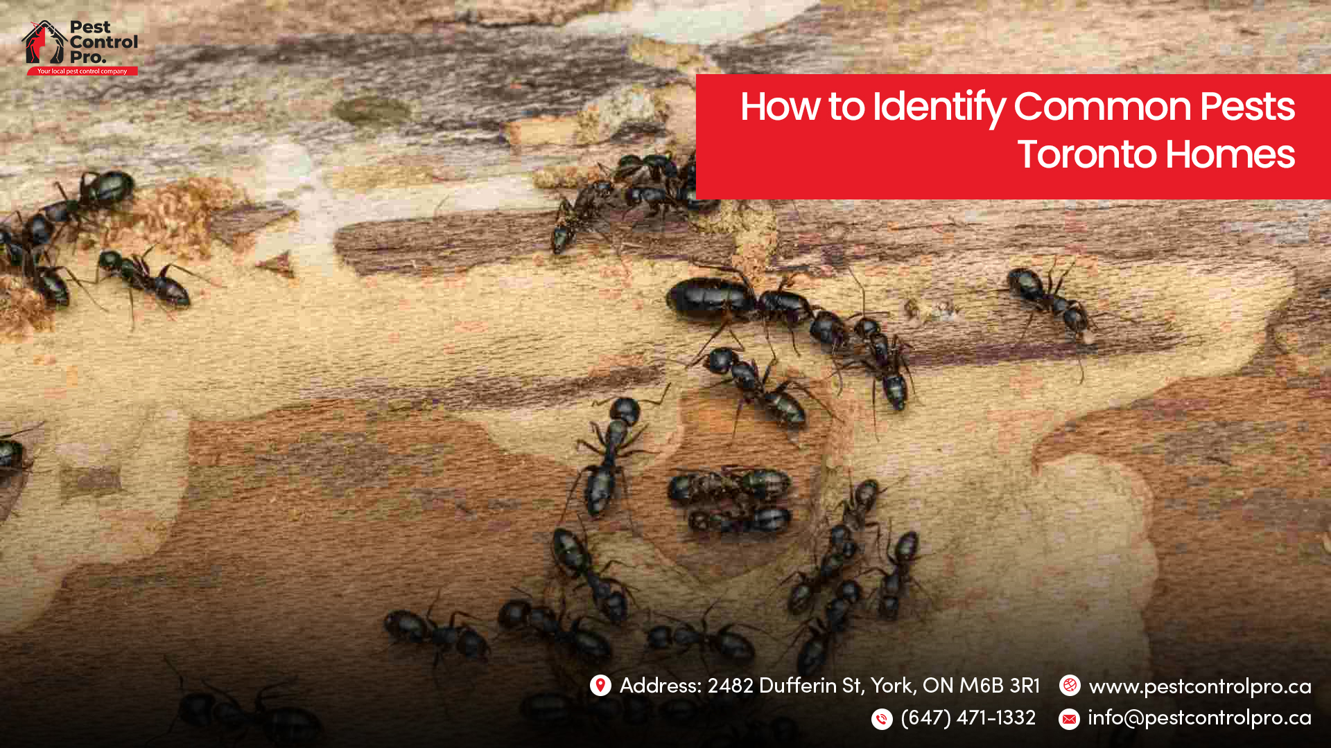 How to Identify Common Pests Toronto Homes