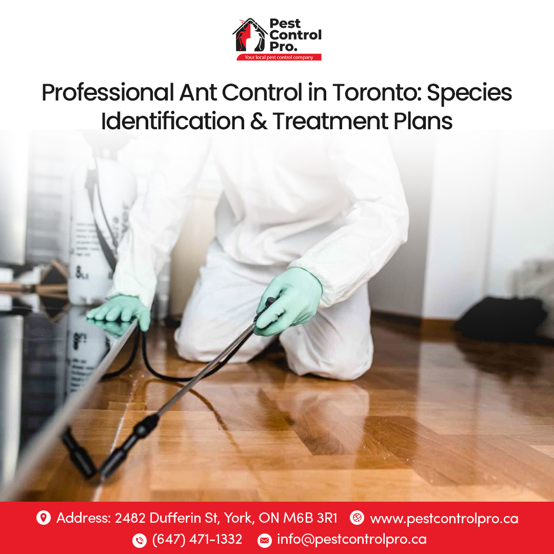 Ant Control service at Pest Control Pro