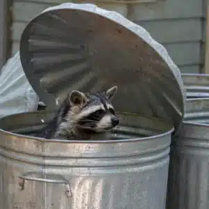 How to Get Rid of Raccoons Humanely: A Step-by-Step Guide