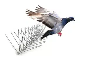 Pigeon Removal: How to Get Rid of Pigeons Safely and Effectively