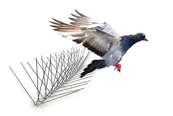 Pigeon Removal: How to Get Rid of Pigeons Safely and Effectively
