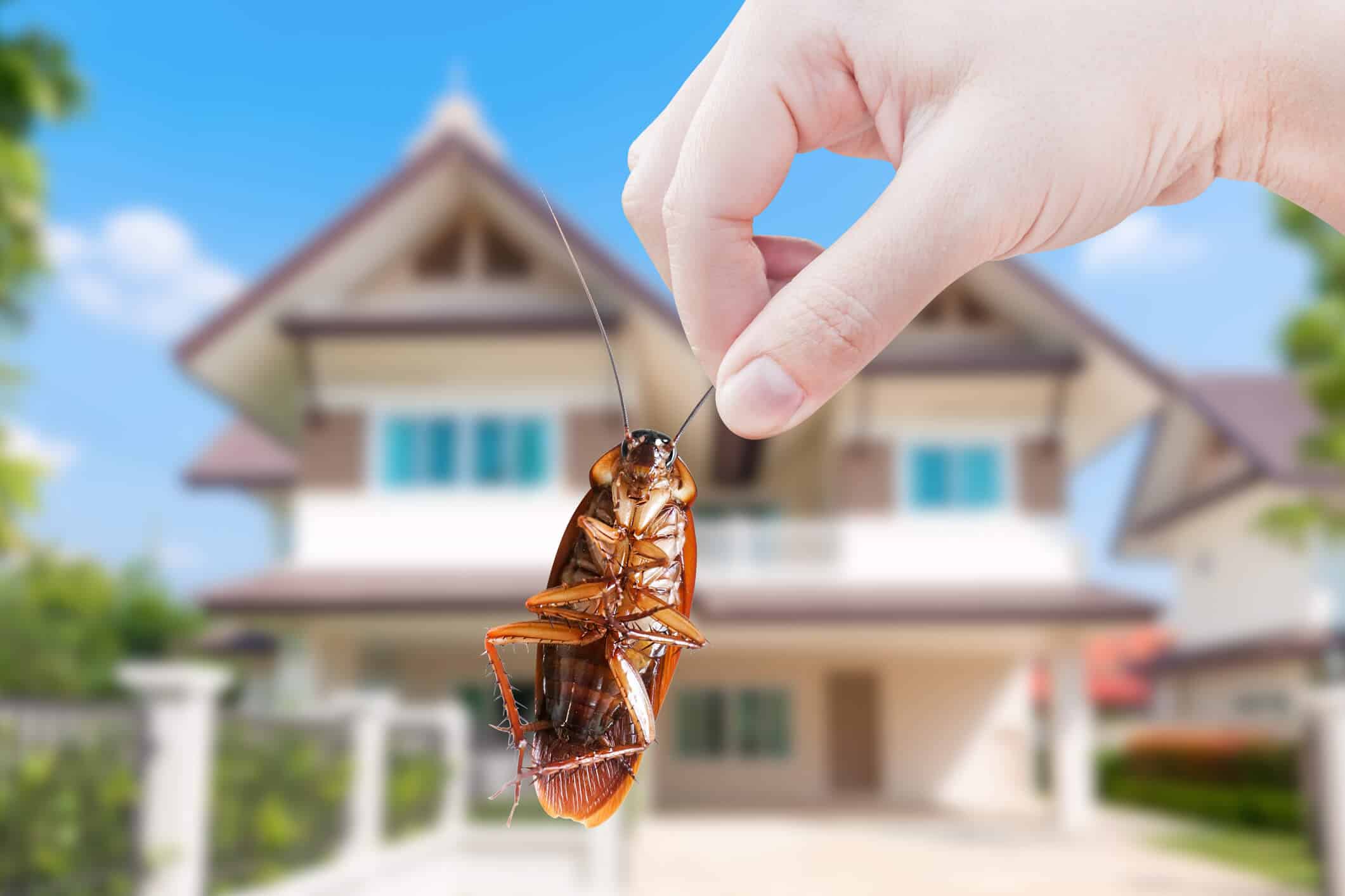 Pest-Proof Your Home