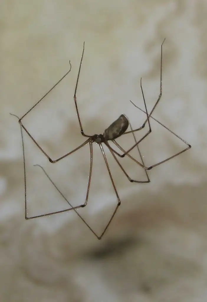 Cellar Spider control at Pest Control Pro