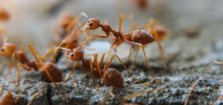 Ant Removal Service at Pest Control Pro