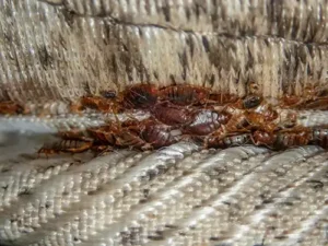 Residential Bed Bug Extermination at Pest Control Pro