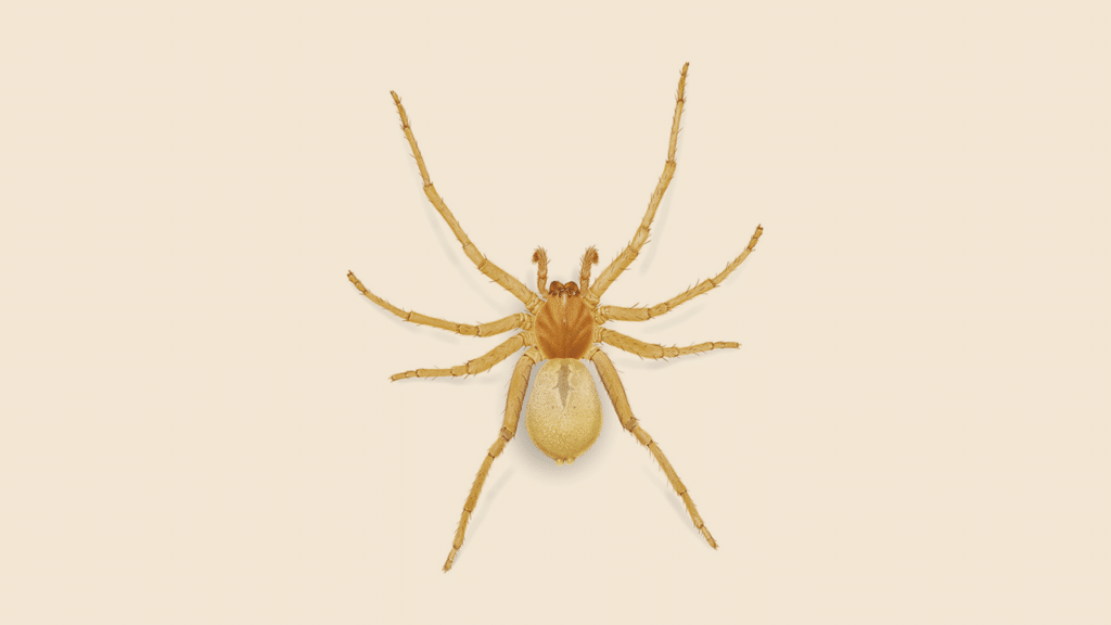 Yellow Sac Spider control at Pest Control Pro