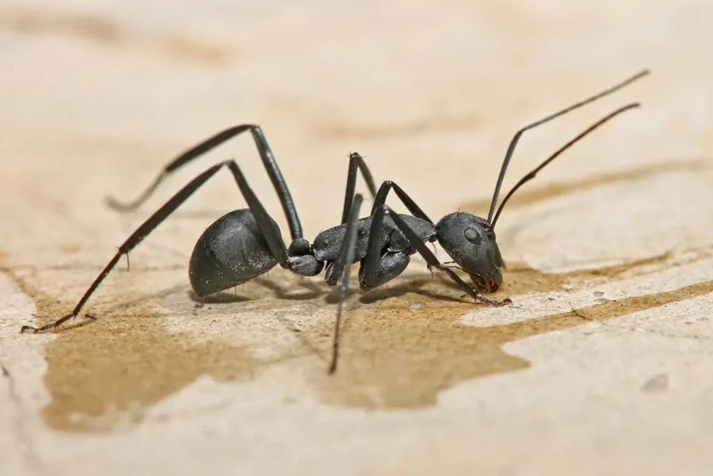 Ant Infestation in Lawrence Heights